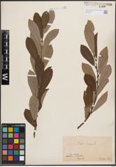Foto von Salix cinerea L.